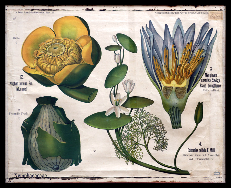 Tafel 39 Nympheaceae